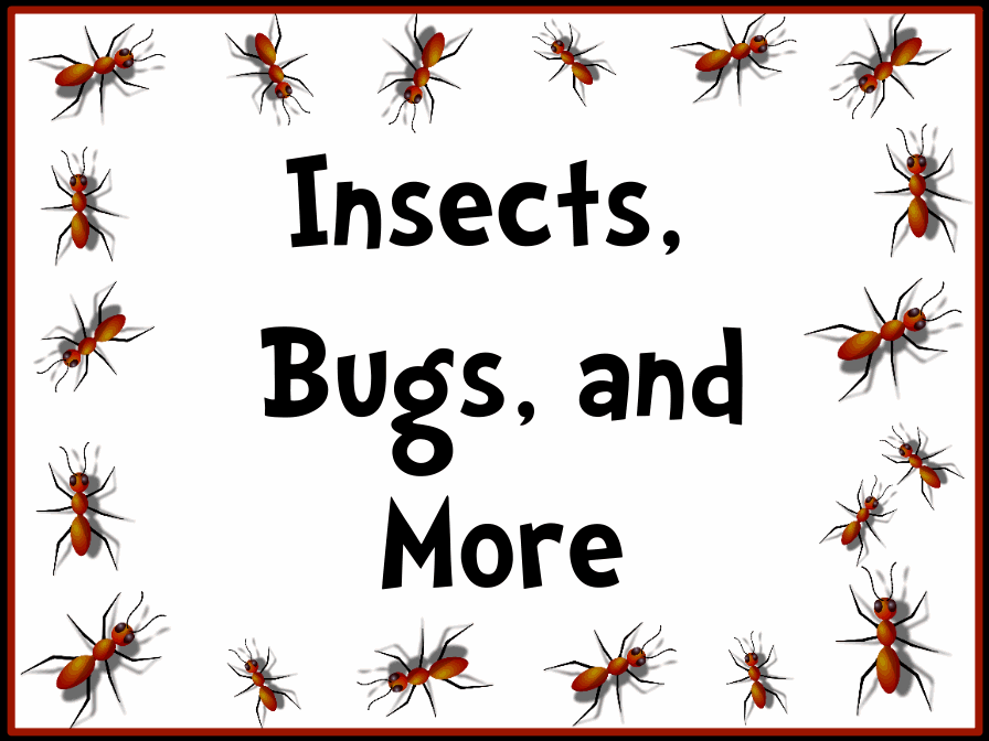 Insects, Bugs, and More